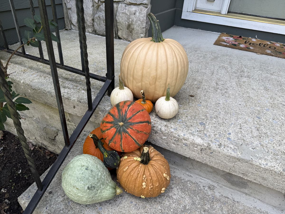 Main St. detail: a cream heirloom, a striped Cinderella and a blue-green pumpkin by the steps