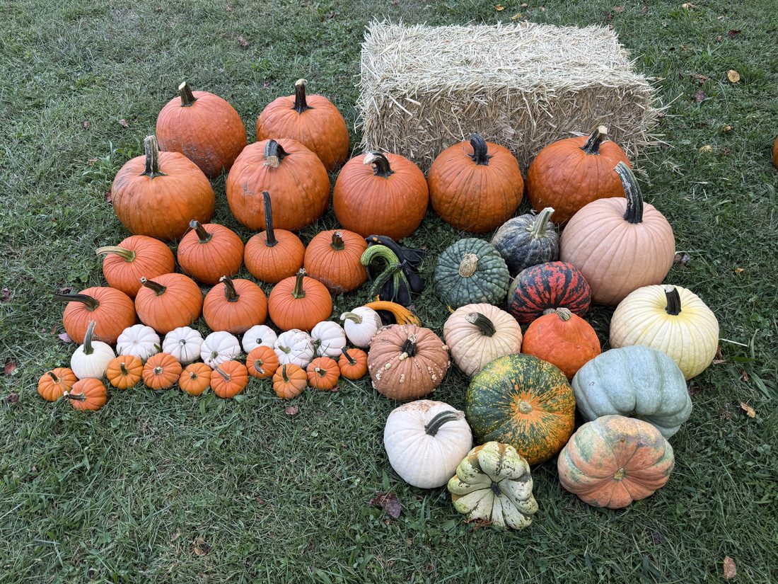 Grove St. package laid out on a lawn beside a hay bale: seven large and eight medium carving pumpkins, twelve specialty heirlooms, minis and gourds