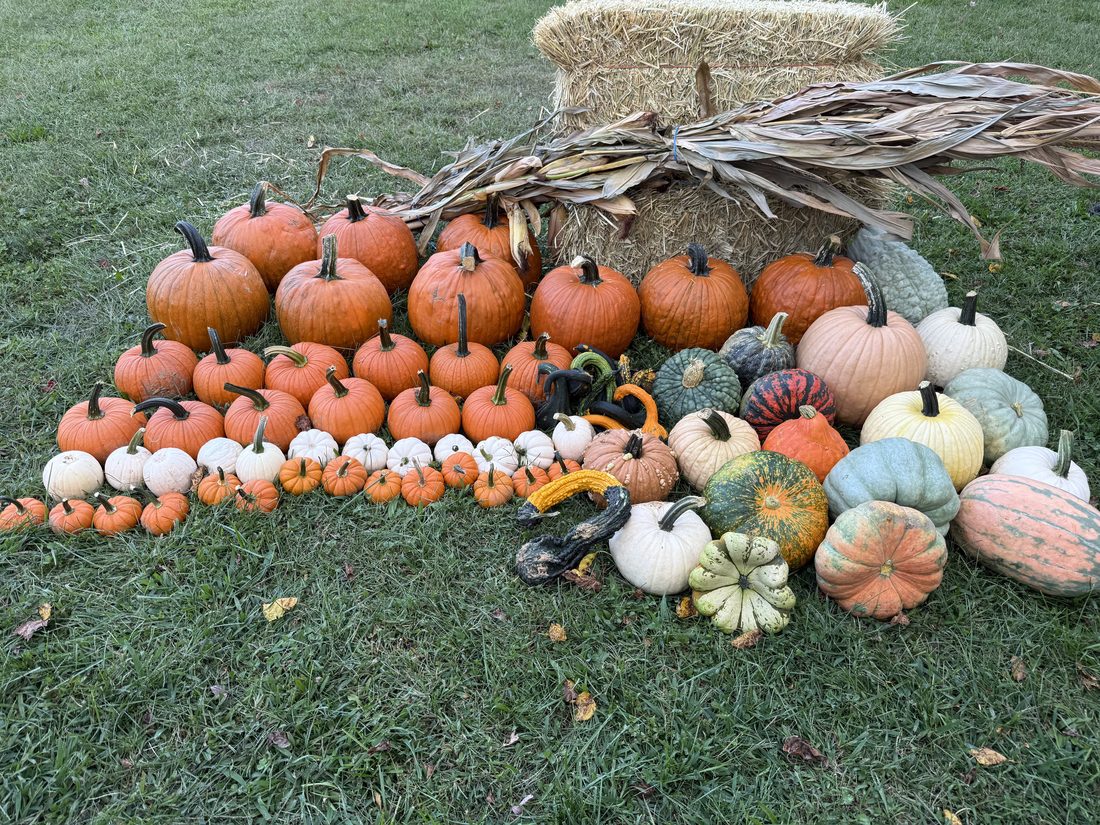 The Kings Highway package laid out on a lawn with a hay bale and corn stalks: nine large and twelve medium carving pumpkins, eighteen specialty heirlooms, minis and gourds