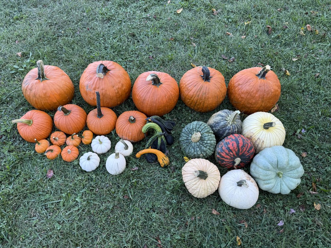 Main St. package laid out on a lawn: five large carving pumpkins, four medium, seven specialty heirlooms, white and orange minis, and gourds