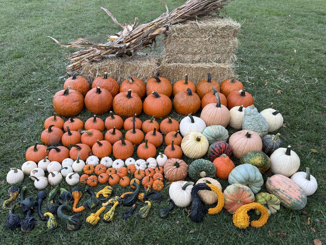 The Estate package laid out on a lawn with hay bales and corn stalks: fourteen large and twenty-one medium carving pumpkins, twenty-four specialty heirlooms, minis and a full row of gourds